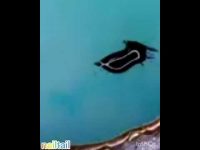 video no 394 easy and beautiful nail art#nailart #nail #nailarttutorial #naildesign#nailtail#shorts