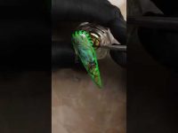 Green Black Nail Art #nailart #shorts