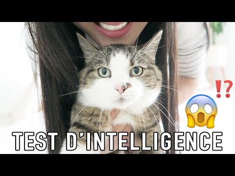 JE TESTE L’INTELLIGENCE DE MON CHAT (COMME SQUEEZIE)